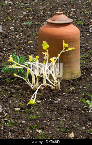 Cavolo riccio di mare (Crambe maritima) crescere accanto a una pentola di forzatura in un orto. Herefordhire, Inghilterra. Maggio. Foto Stock