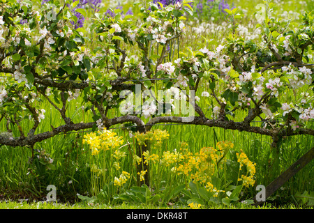 Apple alberi cresciuti come due-tiered espaliers fioritura in un giardino. Herefordshire, Inghilterra. Maggio. Foto Stock