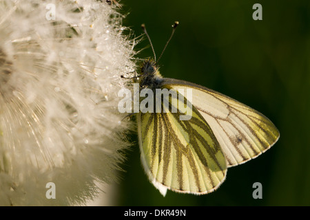 Verde-bianco venato butterfly (Sarcococca napi) poggiante su un dente di leone seehead. Powys, Galles. Maggio Foto Stock