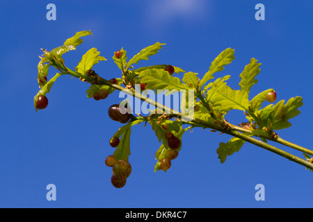 La ciliegia Gall Wasp (Cynips quercusfolii) Galli su foglie giovani di una quercia sparare in primavera. Powys, Galles. Giugno. Foto Stock