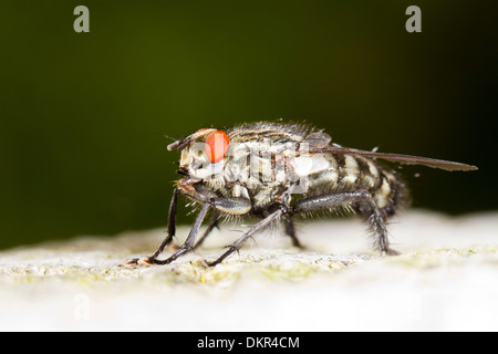 Carne grigio Fly (Sarcophaga sp.) adulto in appoggio sul legno. Powys, Galles. Giugno. Foto Stock