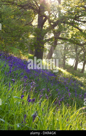 La nebbia e la luce del sole in un bosco di querce con Bluebells (Hyacinthoides non scripta) fioritura. Powys, Galles. Giugno. Foto Stock