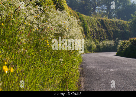 Mucca prezzemolo (Anthriscus sylvestris) fioritura su una strada orlo. Powys, Galles. Giugno. Foto Stock