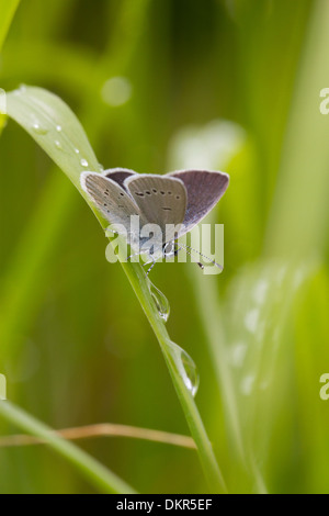 Piccolo maschio Blue Butterfly (Cupido minimus) arroccato su erba dopo la pioggia. Malling giù Hampshire, Inghilterra. Giugno. Foto Stock