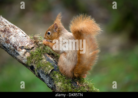 Uno scoiattolo rosso in una scena di bosco vicino a Lockerbie in Scozia Foto Stock