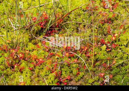 Round-lasciava Sundew (drosera rotundifolia) piante che crescono in un sphagnum bog. Cors y Llyn NNR. Powys, Galles. Giugno. Foto Stock