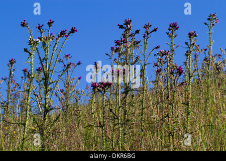 Marsh Cardi (Cirsium palustre) fioritura. Powys, Galles. Foto Stock
