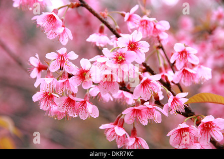 Wild himalayana Fiore di Ciliegio su albero dal nord della Thailandia Foto Stock