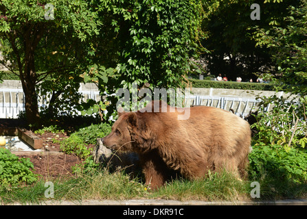 Stadtbaer Schnute, Baerenzwinger, Koellnischer Park, nel quartiere Mitte di Berlino, Deutschland / Stadtbär, Köllnischer Foto Stock