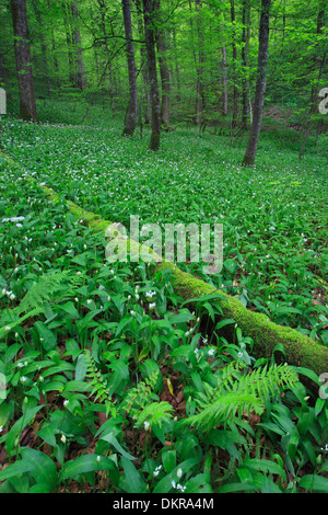 Allium ursinum tree sbocciare fiori fioriscono i faggi del bosco di faggio recare il porro ramson buckrams alberi molla impianto di verdure Foto Stock