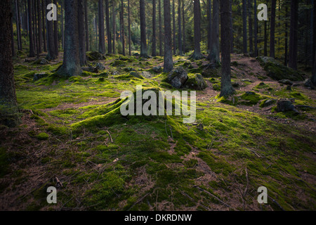 Mossy ceppo di albero, Foresta Bavarese, Baviera, Germania Foto Stock