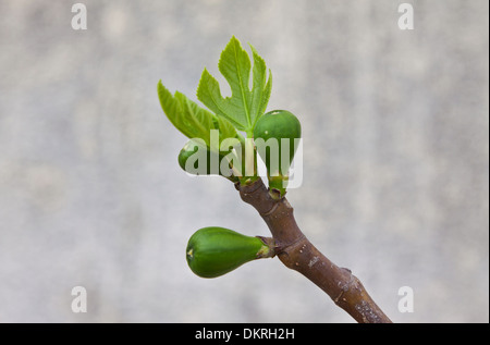 Tre giovani figure è nato a inizio primavera Foto Stock