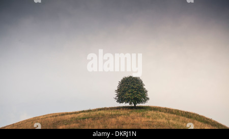 Albero sulla collina, Groß Zicker, Gager, Moenchgut penisola, Rügen Isola, Meclenburgo-Pomerania Occidentale, Germania Foto Stock