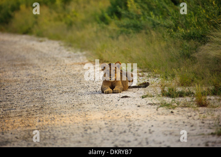 Giovani LION CUB posa sulla strada di fronte all fotografo in Etosha National Park, Namibia Africa Foto Stock