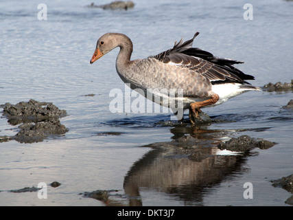 I capretti Graylag goose (Anser anser) rovistando in delle zone umide costiere Foto Stock