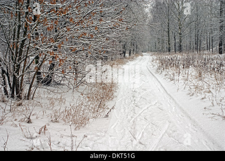 Inverno Sci orienteering tracce nel parco. Foto Stock