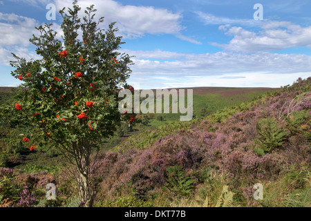 Orange berry tree sul North York Moors, Fylingdales, Whitby, North Yorkshire, Inghilterra Foto Stock