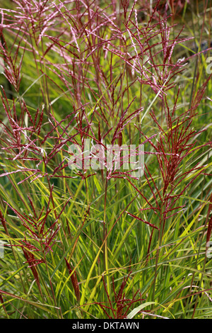 Miscanto, Maiden erba, Zebra erba, erba Susuki, istrice erba, Miscanthus sinensis 'Ferner Osten', Poaceae. Foto Stock