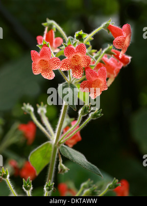 Fiore di scimmia, Mimulus sp., Phrymaceae. Red Spotted cultivar. Foto Stock