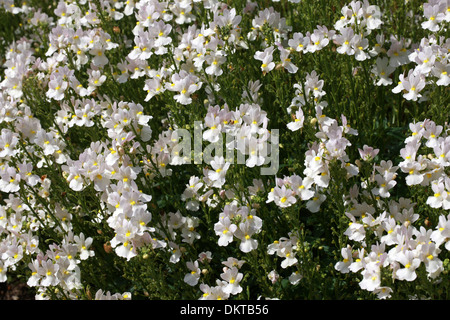 Nemesia 'Wisley vaniglia', Scrophulariaceae. Un popolare estate lettiera vegetale. Foto Stock
