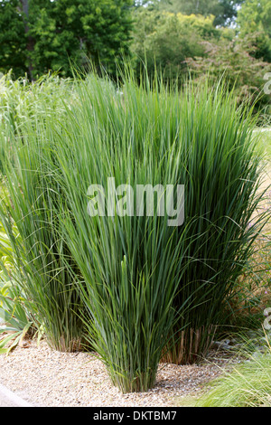 Switchgrass Panicum virgatum "" Northwind, Poaceae. America del nord. Foto Stock