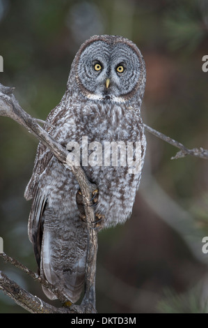 Ritratto di un arroccato grande grigio allocco (Strix nebulosa), Missoula, Montana Foto Stock
