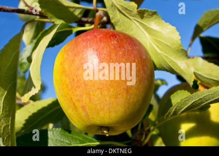 Cox's Orange Pippin apple maturazione su un ramo di albero. Foto Stock