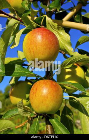 Cox's Orange Pippin mele maturazione su un ramo di albero. Foto Stock