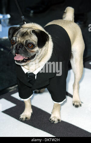 Cane che gioca FRANK IN MIB2.cane attore, Men in Black 2.Westwood, LOS ANGELES, Stati Uniti d'America.26/06/2002.LAB5506. Foto Stock