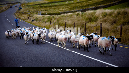 Allevamento di ovini in slea head road. penisola di Dingle. contea di Kerry, Irlanda, Europa. Foto Stock