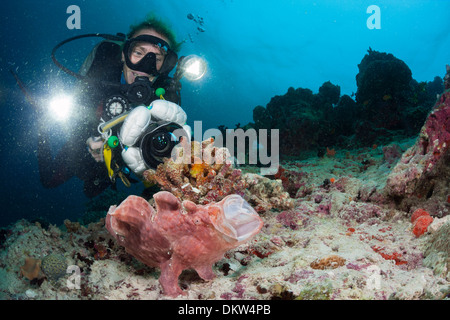 Lisa Allison videocassette pesce rana gigante o Commerson's pesce rana, Antennarius commerson, sbadigli, Baa Atoll, Maldive Foto Stock