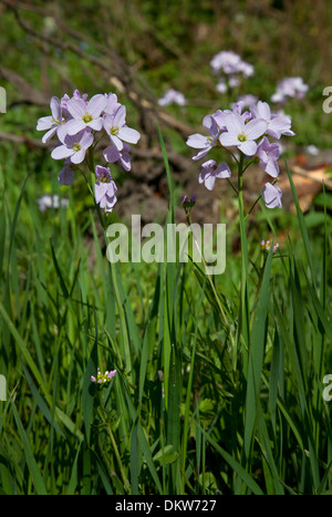 Lady del soprabito o cuculo fiore, cardamine pratensis. Foto Stock