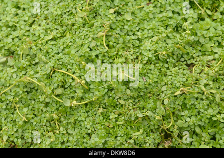 Comune di acqua, starwort Callitriche stagnalis, fioritura Foto Stock