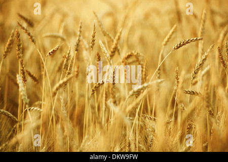 Golden Campo di grano Closeup. Il tema dell'agricoltura. Foto Stock