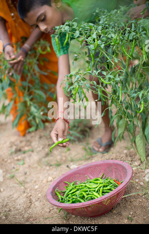 Peperoncino messe in stato di Bihar, in India. Foto Stock