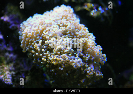 Coral LPS Frogspawn Coral, spesso ramificato Euphyllia yaeyamaensis Foto Stock