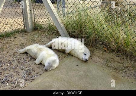 Salvato cuccioli di foca in attesa nell'area temporanea di contenimento alla stazione della guardia costiera, Winterton-On-Mare, Norfolk, Inghilterra domenica 8 dicembre 2013 Foto Stock