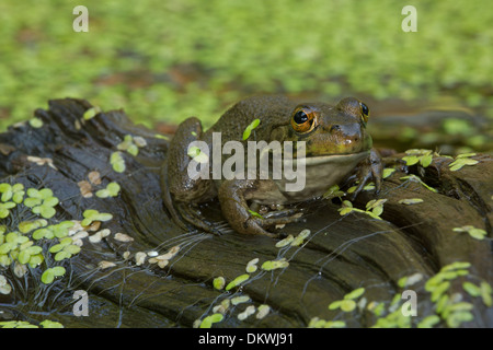 American bullfrog (Lithobates catesbeianus), Rana catesbeiana Foto Stock