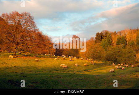 Terreni agricoli a Kiftsgate, Chipping Campden, Gloucestershire, Inghilterra. Foto Stock