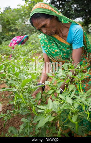 Un agricoltore peperoncini raccolti in Stato di Bihar, in India. Foto Stock