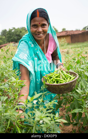 Un agricoltore peperoncini raccolti in Stato di Bihar, in India. Foto Stock