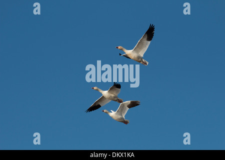 Tre le oche delle nevi in volo - Chen caerulescens Foto Stock