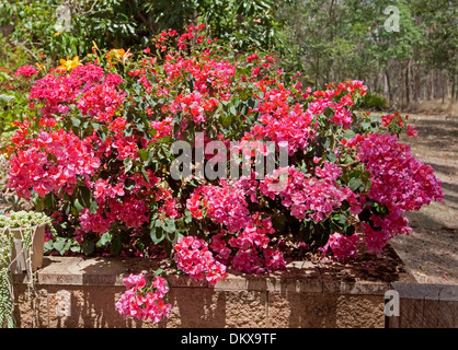 Bambino Bougainvillea Bokay con grappoli di profondo rosa / rosso delle brattee e fiori che crescono nel letto sollevata in sub-tropicale giardino Foto Stock