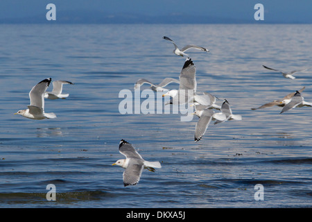 Gregge di California i gabbiani & Mew gabbiani in volo lungo la costa in corrispondenza di Nanaimo, Isola di Vancouver, BC, Canada in Marzo Foto Stock