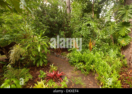 Il percorso che conduce attraverso sub-tropicale giardino lussureggiante con fogliame color smeraldo, bromeliacee, cordylines, philodendrons, alberi in Australia Foto Stock