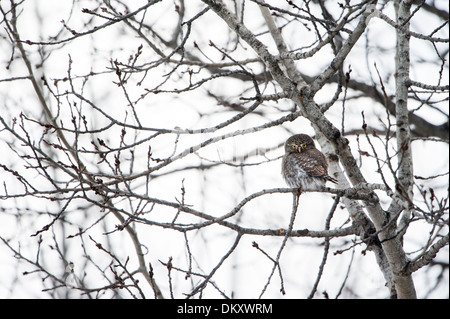 Pygmy-Owl settentrionale (Glaucidium gnoma), Missoula, Montana Foto Stock