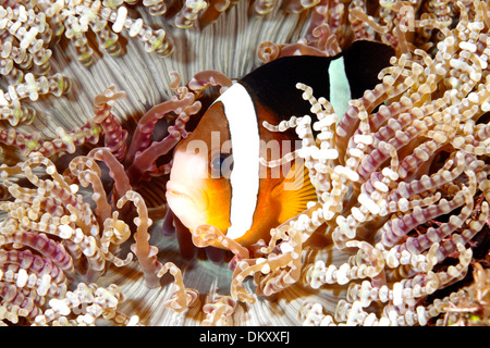 Clark Anemonefish o Clownfish, Amphiprion clarkii, rifugiandosi fra i tentacoli del suo host anemone. Tulamben, Bali Foto Stock