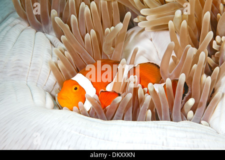 Clown anemonefish, Amphiprion ocellaris, riparando tra i tentacoli della sua casa anemone Foto Stock