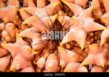 I capretti Long-Spined ricci di mare, Diadema setosum, rifugi tra le papille di un ananas cetriolo marittimo, Thelenota ananas. Foto Stock