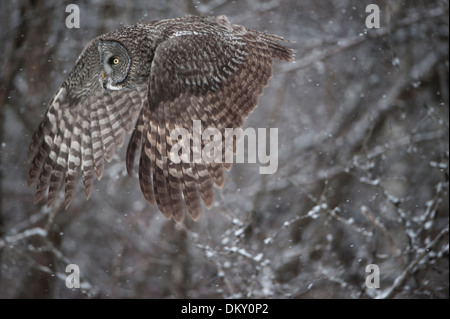 Un grande grigio allocco (Strix nebulosa) decolla da un pesce persico di tuffarsi in giù su un ignaro meadow vole, Missoula Montana Foto Stock